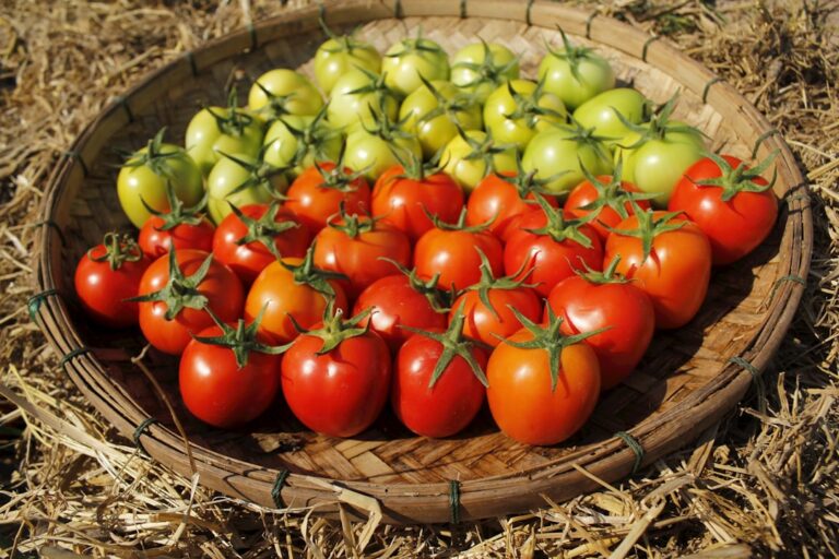 Photo Talent Management