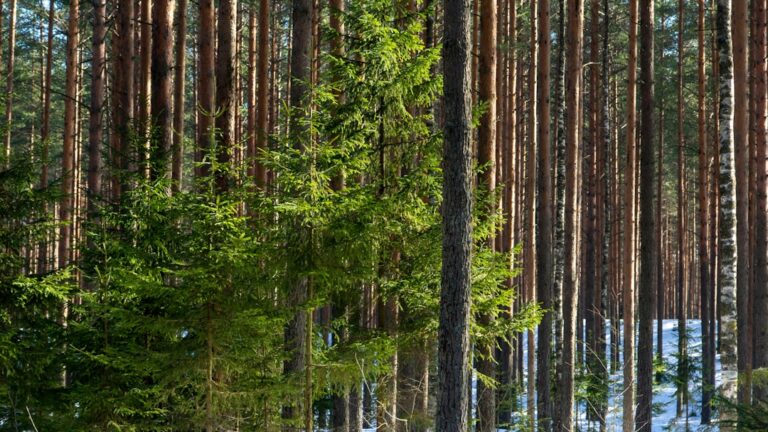 Photo Environmental accounting