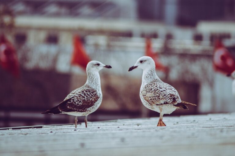 Photo Interpersonal Communication