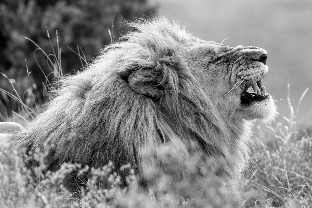 Photo Behavioral Power