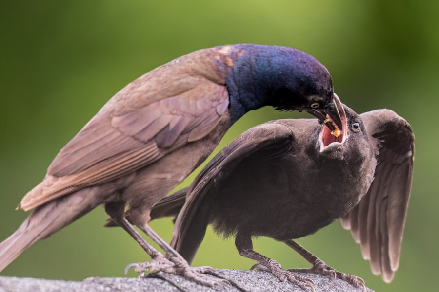 Photo Behavioral Power