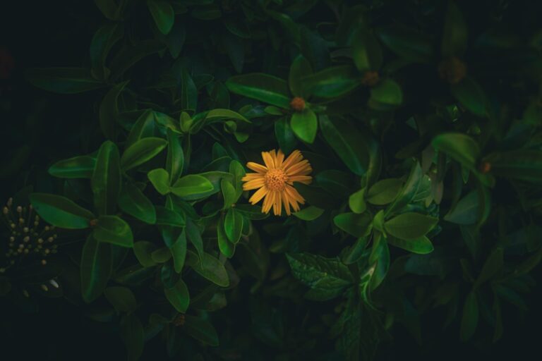 Photo Self-discovery