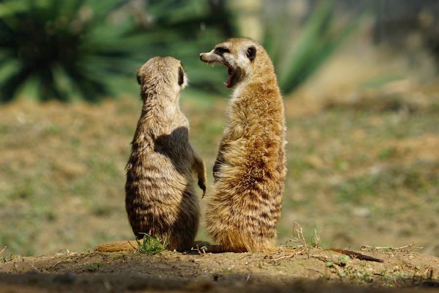 Communication Skills
