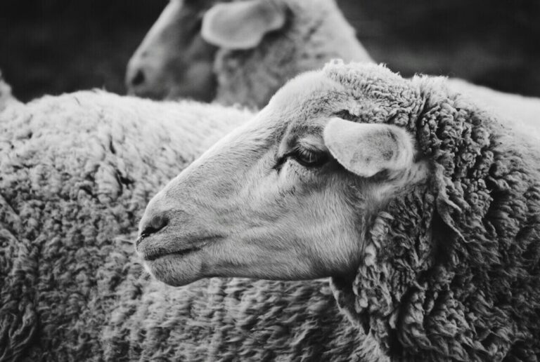Photo Ethical Values