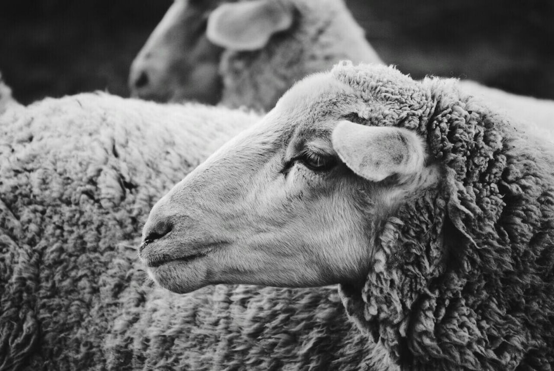 Photo Ethical Values