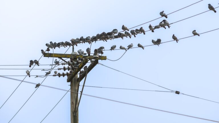 Photo Strong Network