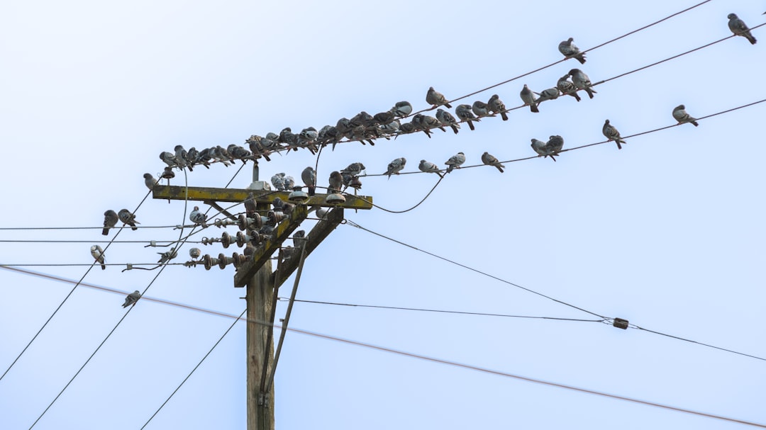 Photo Strong Network