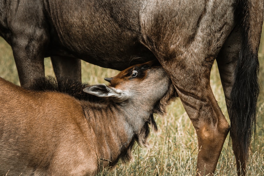 Hunt Gather Parent