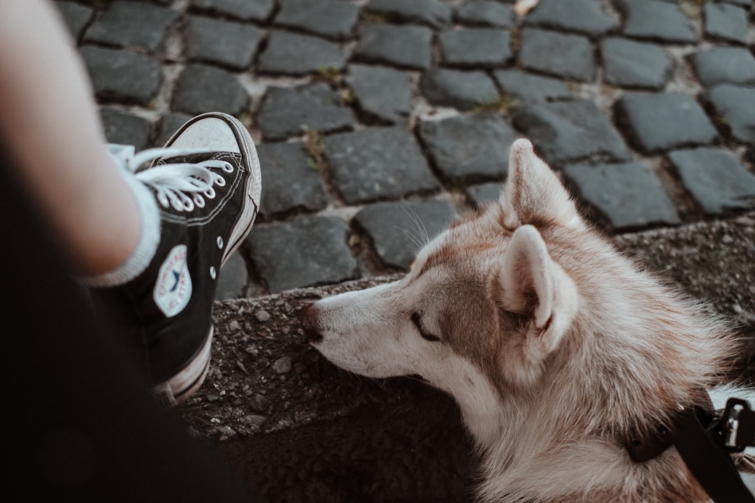 Photo Shoe Dog